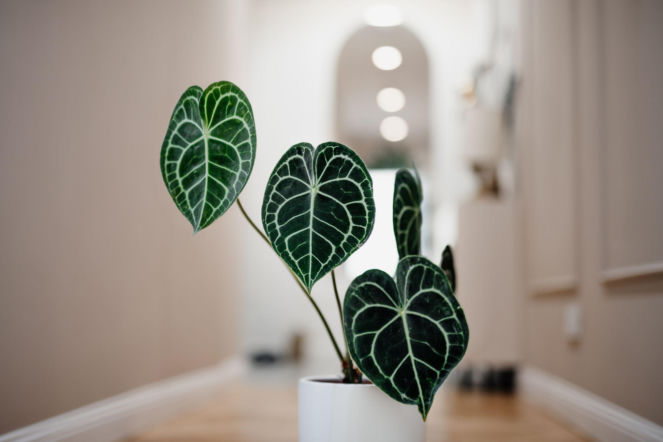 Anthurium clarinervium