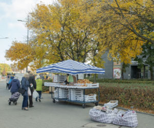 Inwazja szczurów na Wiatraku