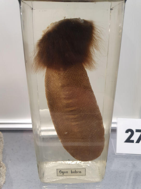 Otwarcie Muzeum Ichtiologicznego w Szczecinie