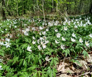 W Lesie Sekulskim rośnie już kilkaset nowych, młodych buków! Drzewa zasadzili członkowie siedleckiego samorządu i leśnicy