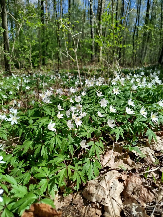 W Lesie Sekulskim rośnie już kilkaset nowych, młodych buków! Drzewa zasadzili członkowie siedleckiego samorządu i leśnicy