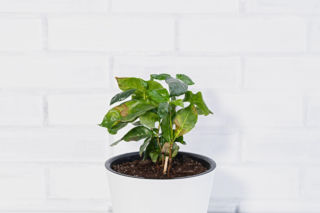 Dlaczego liście kawy w doniczce brązowieją? Odpowiada ekspert