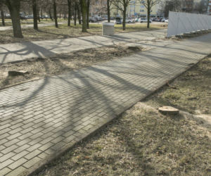 Wycinka drzew na Bródnie