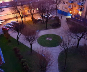 Mieszkańcy przystroili choinkę, a administracja ją... wycięła. Kuriozalna sytuacja w Katowicach