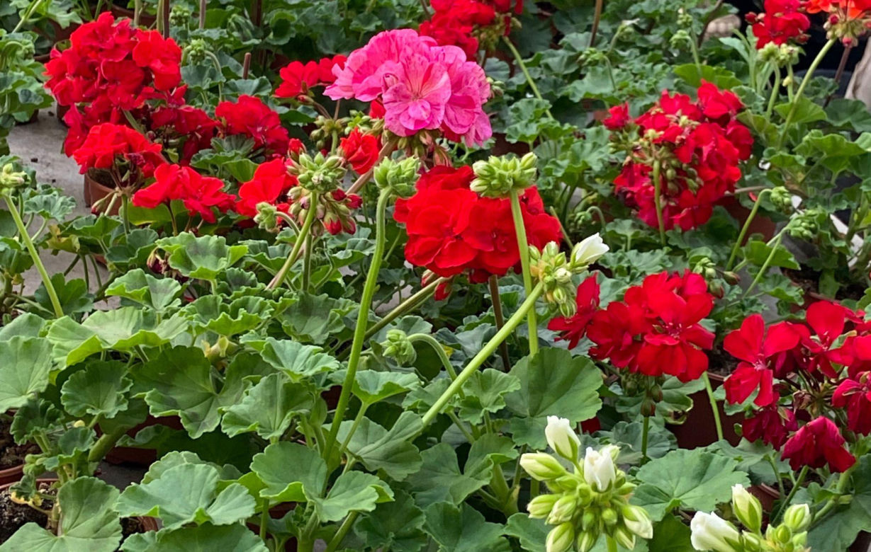 Pelargonia rabatowa