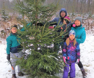 Nie przepłacaj za choinkę. W leśnictwach kupisz ją za grosze na choinkobraniu