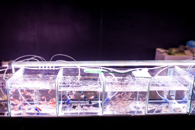 Targi egzotyki w Katowicach