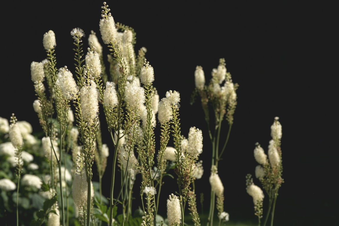 Pluskwica groniasta