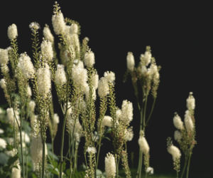 Pluskwica groniasta