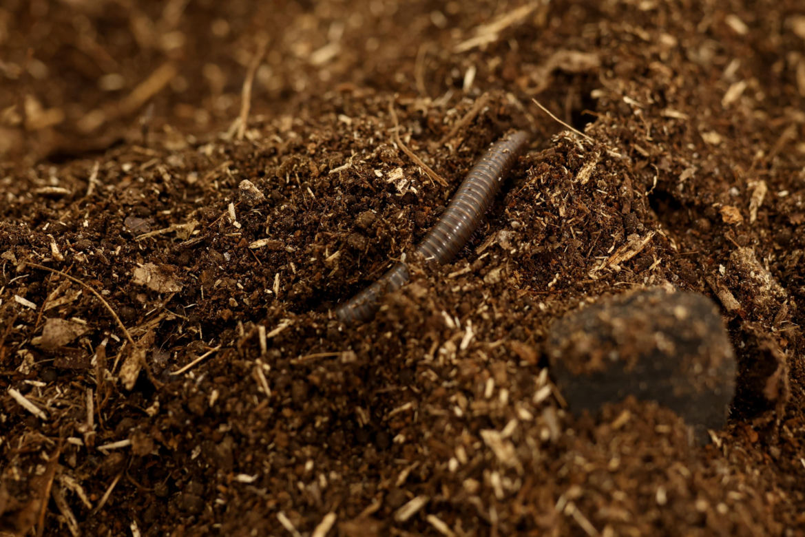 I Międzynarodowy Dzień Wymiany Owadów i Targi Entomologiczne w Bytomiu