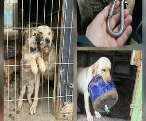  Pomóżcie wygrać 100 tysięcy złotych gorzowskim Azorkom