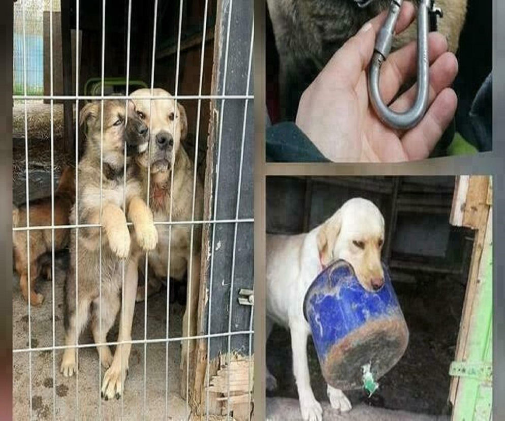  Pomóżcie wygrać 100 tysięcy złotych gorzowskim Azorkom