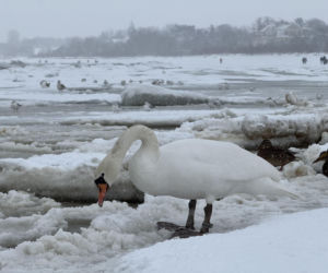 Bałtyk zimową porą, uchwycony w kadrach
