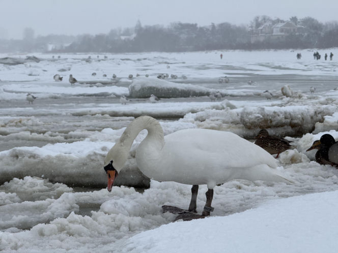 Bałtyk zimową porą, uchwycony w kadrach
