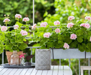 Pelargonie 