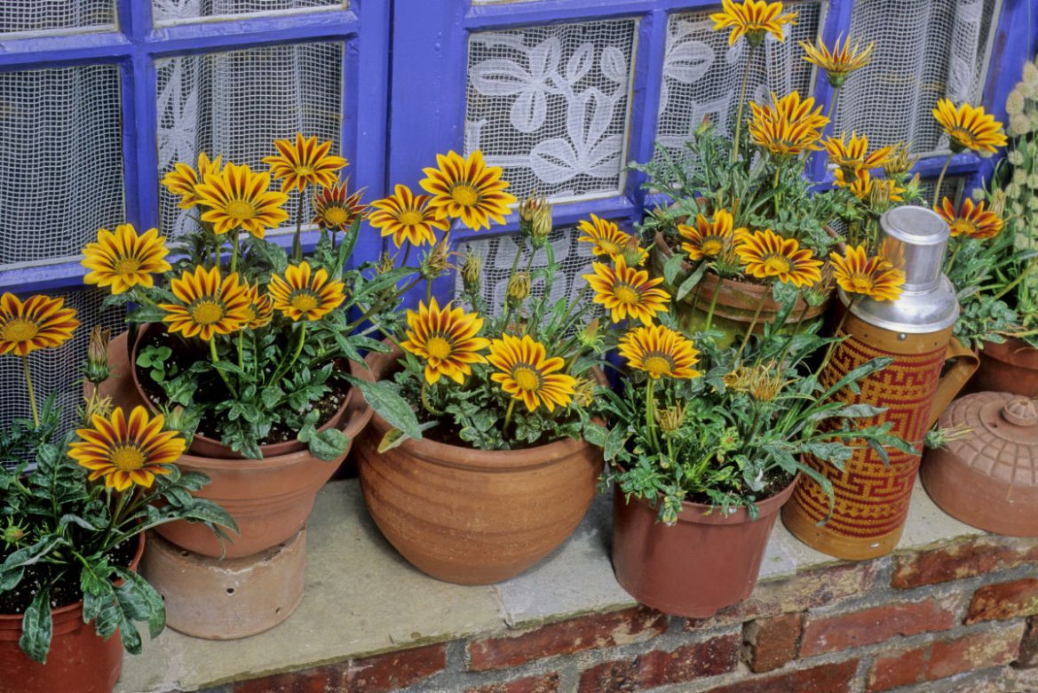 Gazania