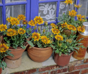 Gazania