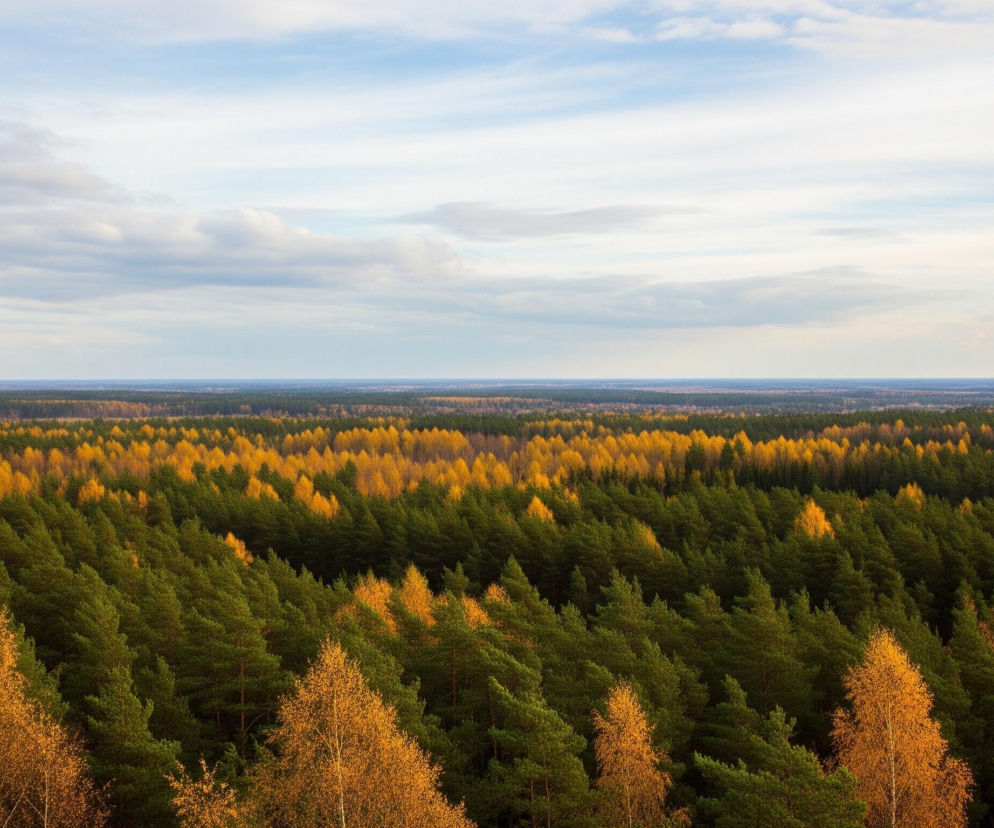 Rozległy krajobraz leśny rozciąga się w dali, ukazując mieszankę drzew iglastych i liściastych. Dominują ciemnozielone drzewa iglaste, poprzecinane pasmami jaskrawożółtych i pomarańczowych drzew liściastych, co sugeruje jesienny sezon. W tle widoczny jest horyzont lasu z niewielkimi obszarami jaśniejszej zieleni i brązu, a nad nim rozpościera się jasne, zachmurzone niebo z odcieniami błękitu i bieli.