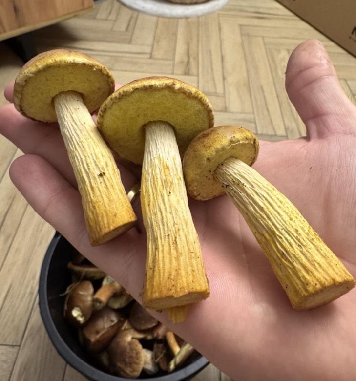 Borowik amerykański na zdjęciach