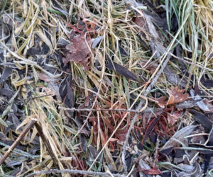 Ciało 11-letniej dziewczynki odnalezione niedaleko szkoły. Tragedia w Jeleniej Górze