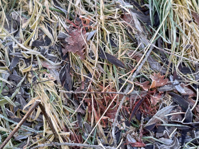 Ciało 11-letniej dziewczynki odnalezione niedaleko szkoły. Tragedia w Jeleniej Górze