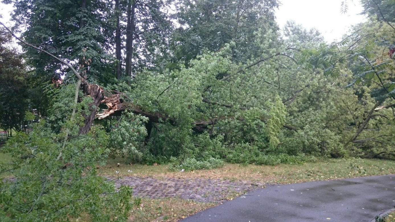 Burza nad Radomiem! Wichura połamała drzewa
