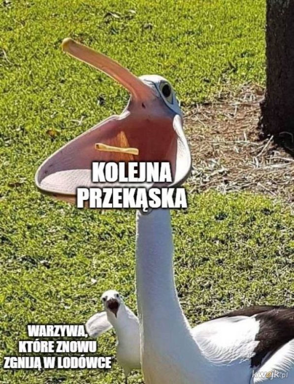 Memy o kwarantannie