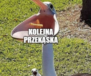 Memy o kwarantannie