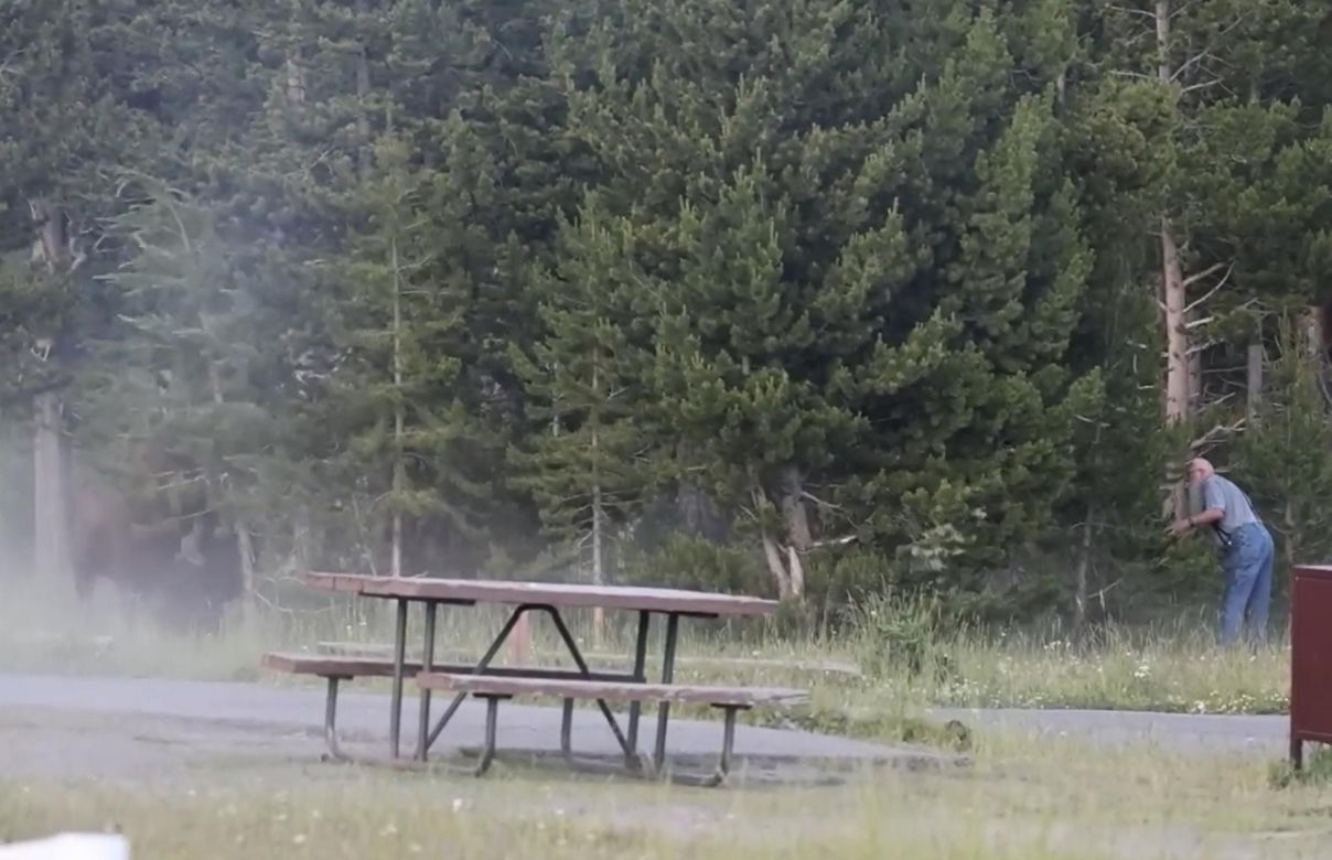 Atak bizona w Parku Narodowym Yellowstone