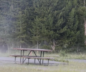 Atak bizona w Parku Narodowym Yellowstone