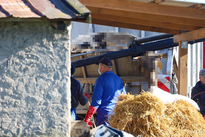 Horror koło Ostródy. Zwierzęta konały bez światła, wody i jedzenia