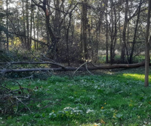 Skutki wichury we Wrocławiu