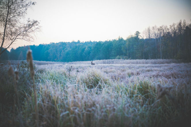 Idealne miejsca na zimowy spacer w Warszawie