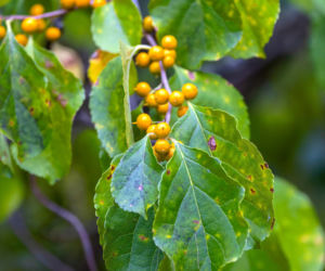 Tej rośliny już nie posadzisz w swoim ogrodzie. Będzie zakazana! Jeżeli masz ją w swoim ogrodzie trzeba będzie wykopać. Wysokie kary 