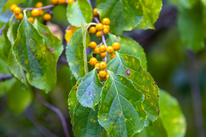 Tej rośliny już nie posadzisz w swoim ogrodzie. Będzie zakazana! Jeżeli masz ją w swoim ogrodzie trzeba będzie wykopać. Wysokie kary 