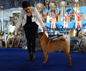 ​Psia elita w Lesznie. W hali Trapez odbyła się XXIV wystawa Champion of Champion's Show
