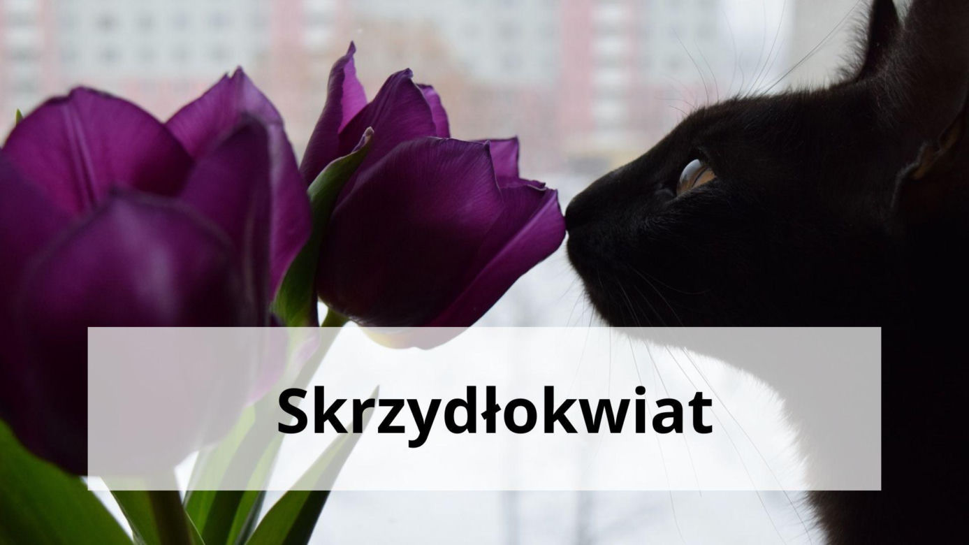Te rośliny są trujące dla kotów. Masz je w domu? To niebezpieczne 