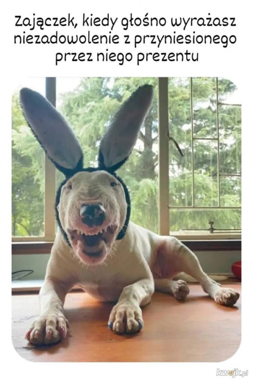 Memy Wielkanoc 2023. Króliczek wielkanocny w niecodziennym wydaniu