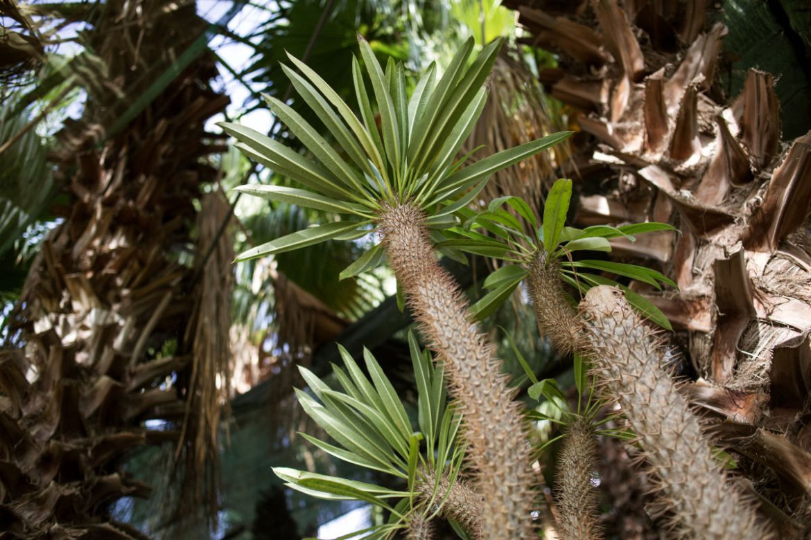 Pachypodium Lamera
