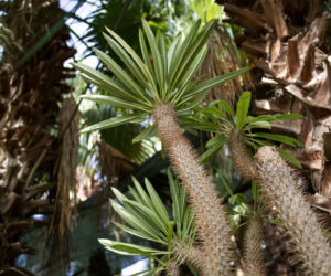 Pachypodium Lamera