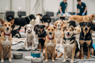 Schronisko Happy Dog w Sobolewie zamknięte. Co dalej z ewakuowanymi psami?