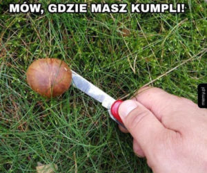 Trwa sezon na grzyby! Oto najlepsze memy o grzybiarzach!