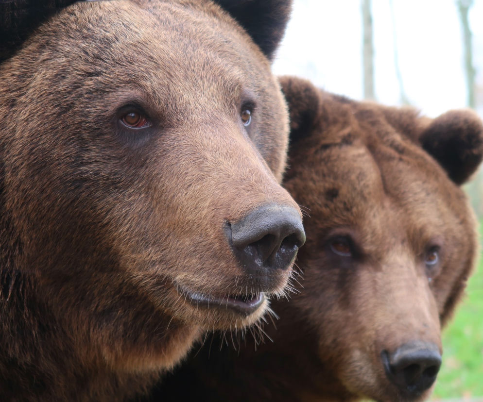 Bieszczady. Niedźwiedzie nie poszły jeszcze spać . Obserwowane są też gady i nietoperze 