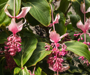 Medinilla wspaniała