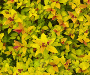 Tawuła japońska ‘Goldflame’