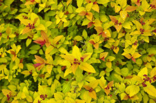 Tawuła japońska ‘Goldflame’