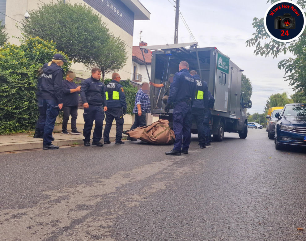 Pościg za Łosiem w Warszawie. Wielki zwierz wymykał się obławie