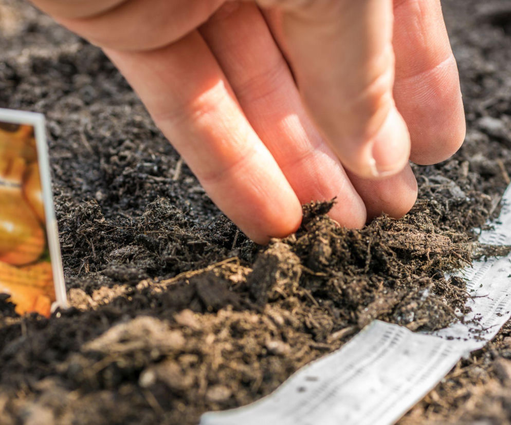 Nasiona na taśmie - sposób na łatwy wysiew