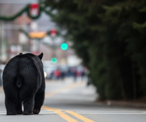Niedźwiedź na świątecznej paradzie w Gatlinburgu. Co dokładnie się wydarzyło?