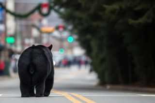 Niedźwiedź na świątecznej paradzie w Gatlinburgu. Co dokładnie się wydarzyło?